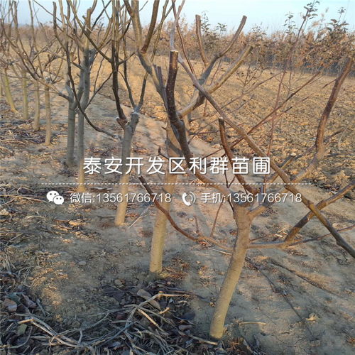 【喜水梨苗批發(fā)多少錢】- 